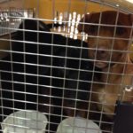 Kauai Humane Society Alaska Airlines Pet Shelter Transfer