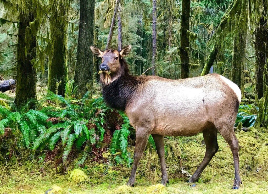 Roosevelt Elk in Olympic National Park