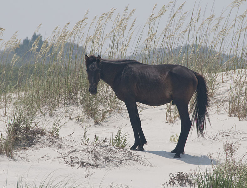 Horse on Cumberland Island, Georgia.