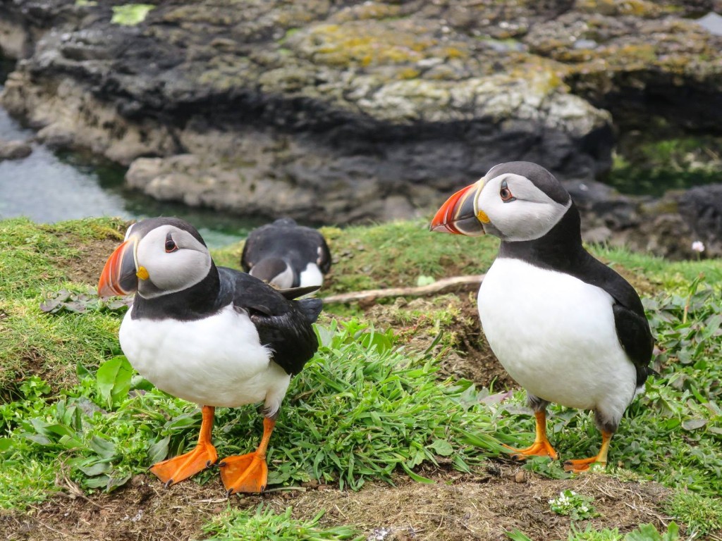 Playing with puffins in Scotland