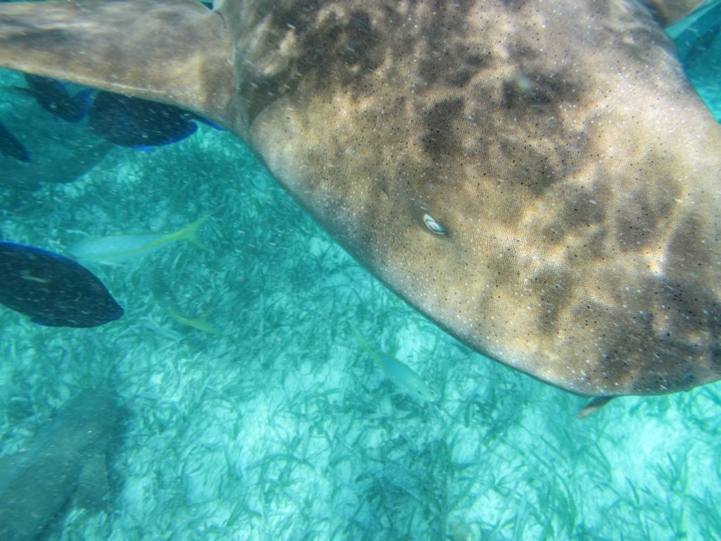 In Photos: Caye Caulker, Belize