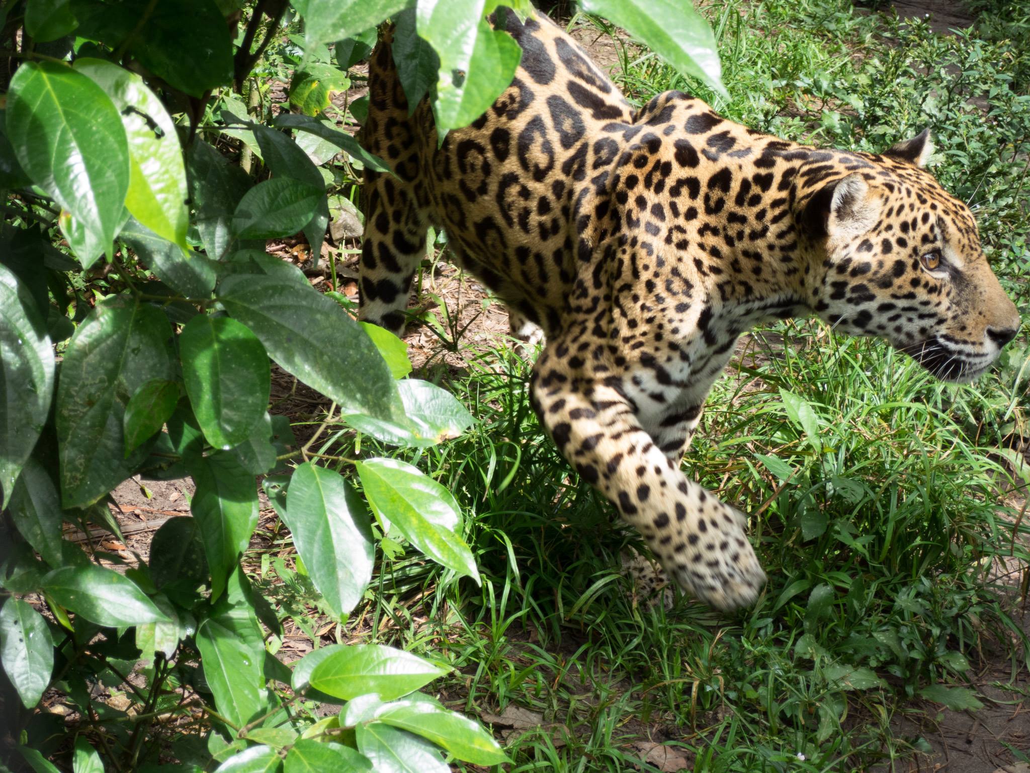 Belize zoo jaguary