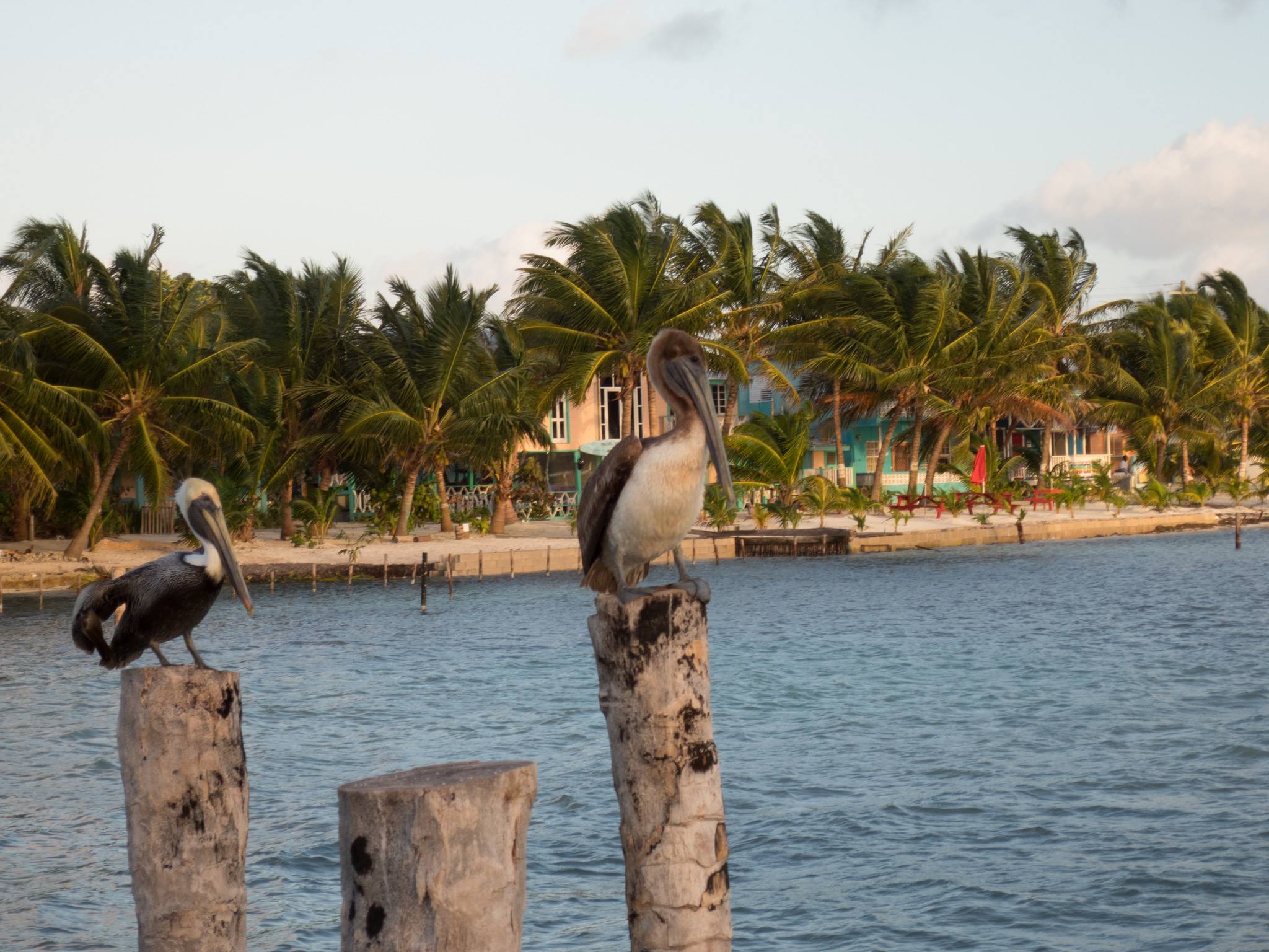 Caye Caulker pelicans