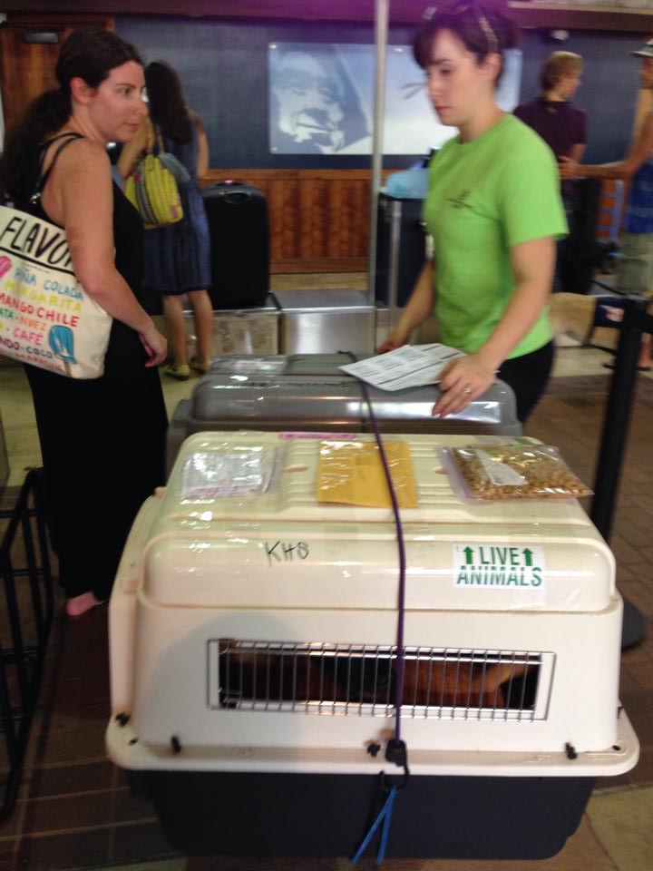 Kauai Humane Society Alaska Airlines Pet Shelter Transfer
