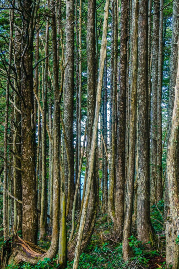Trees at Cape Flattery, Neah Bay, WA