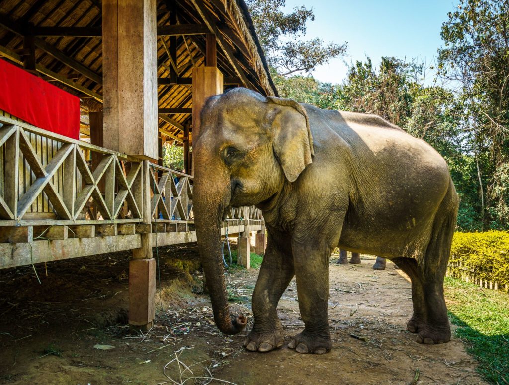 Elephant at Elephant Village Sanctuary, Luang Prabang, Laos