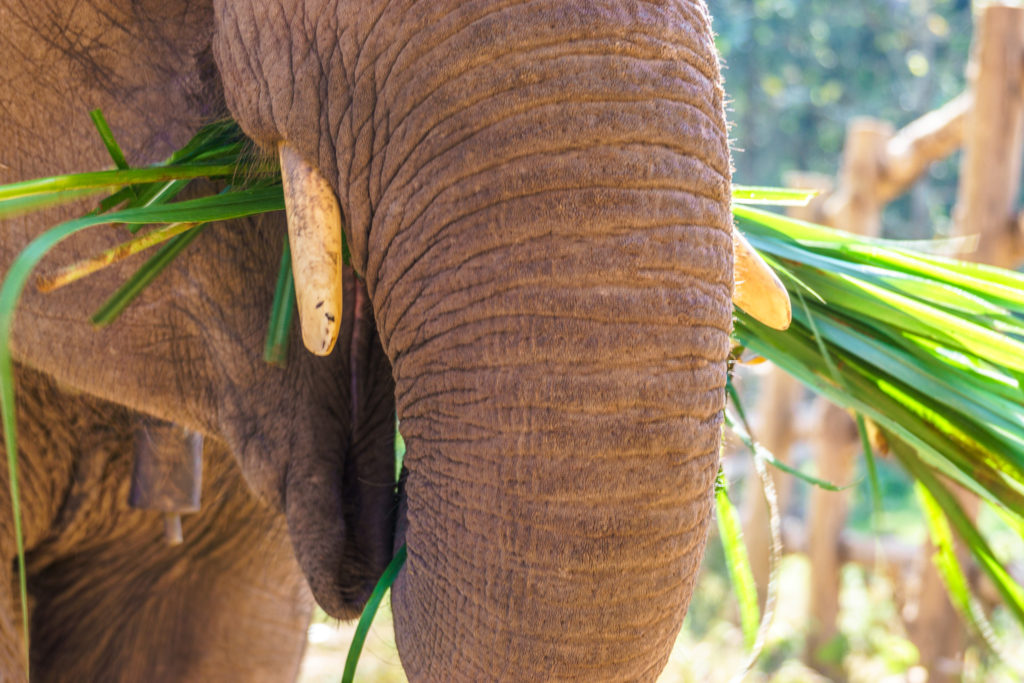 Elephant at Elephant Village Sanctuary, Luang Prabang, Laos