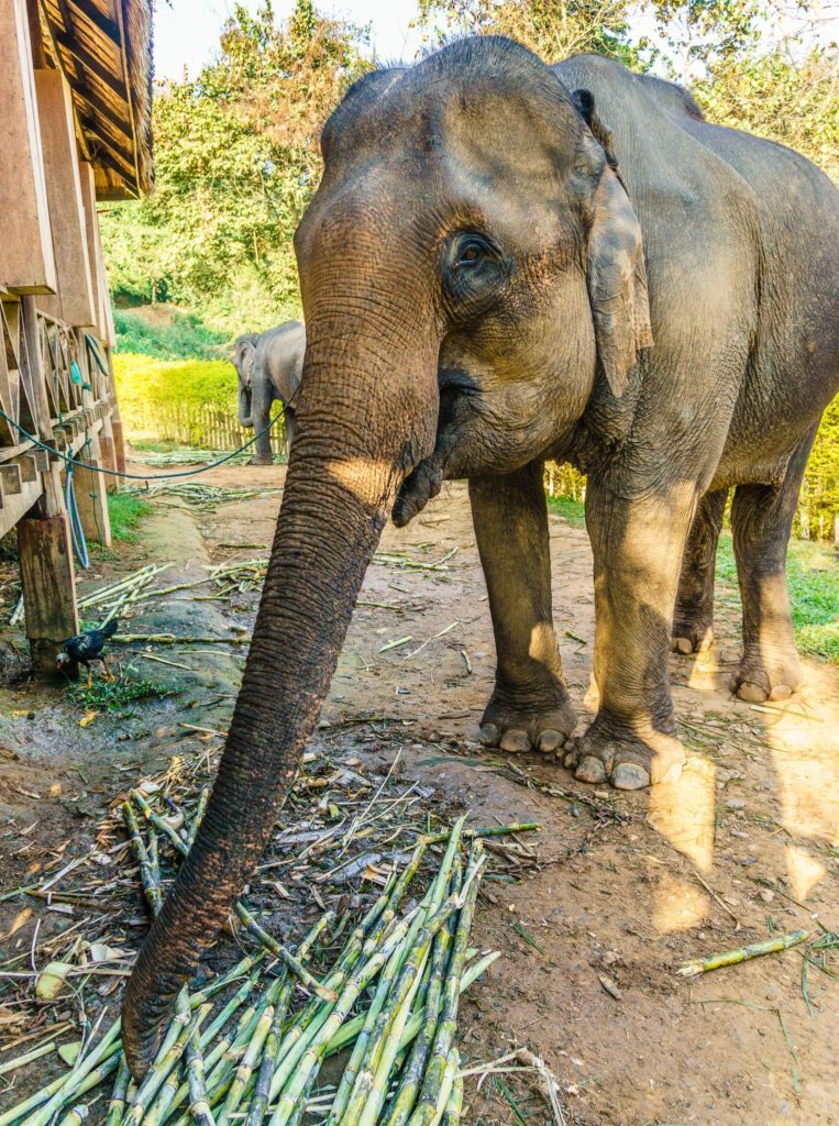 Elephant at Elephant Village Sanctuary, Luang Prabang, Laos