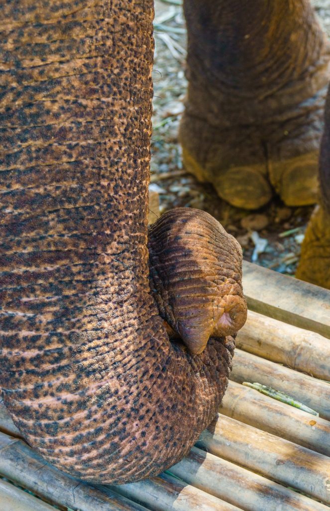 Elephant at Elephant Village Sanctuary, Luang Prabang, Laos