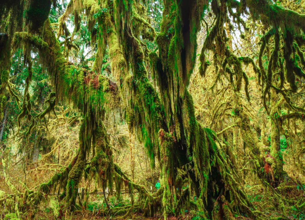 Hall of Moses, Hoh Rain Forest, Olympic National Park