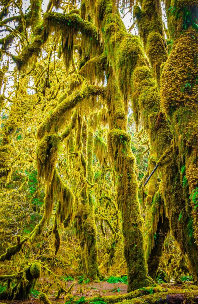 Hall of Moses, Hoh Rain Forest, Olympic National park