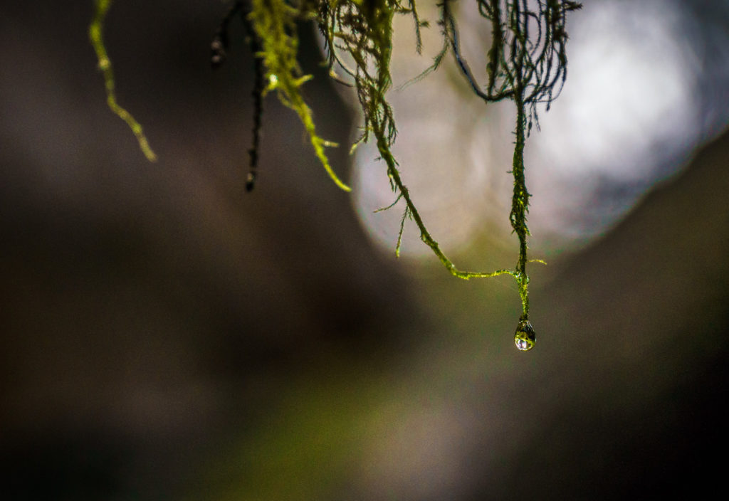 Moss, Olympic National Park