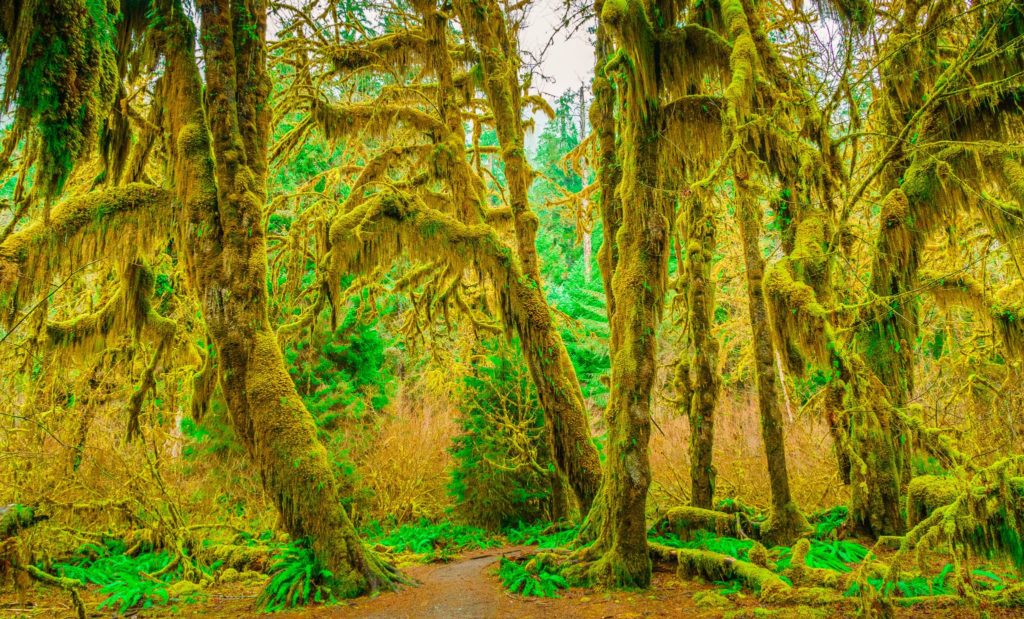 Hoh Rain Forest, Olympic National Park