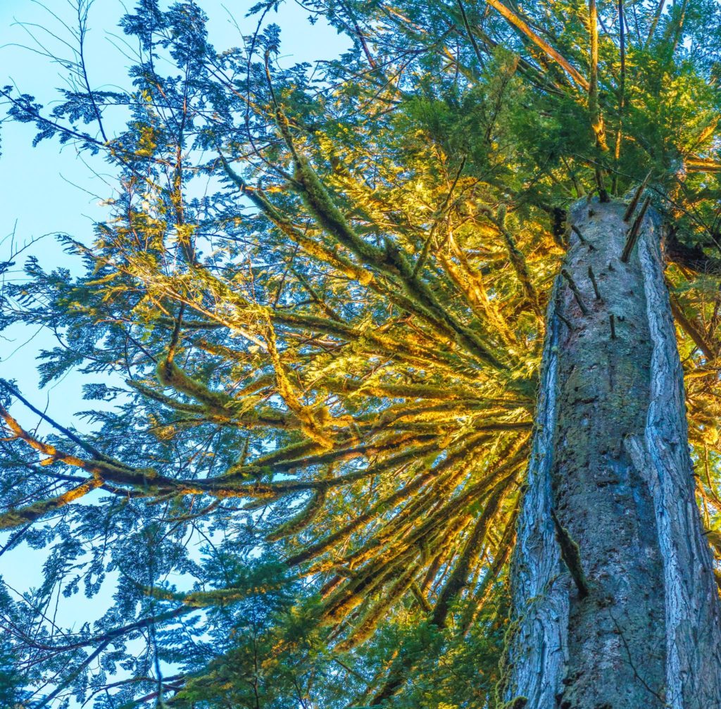 Tree in Olympic National Park