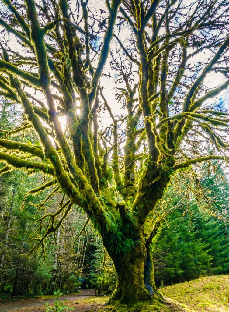 Tree near Lake Crescent Lodge in Olympic National Park