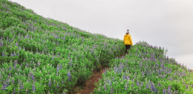 Hiking in Iceland