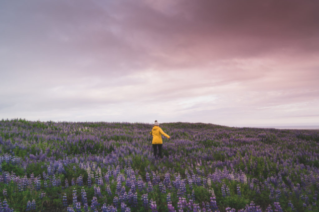 Wandering through lupine fields, Iceland