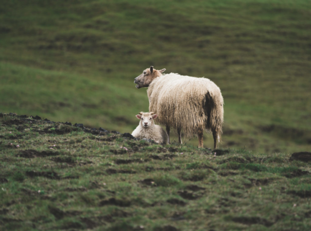 Sheep in Iceland