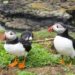 Playing with puffins in Scotland